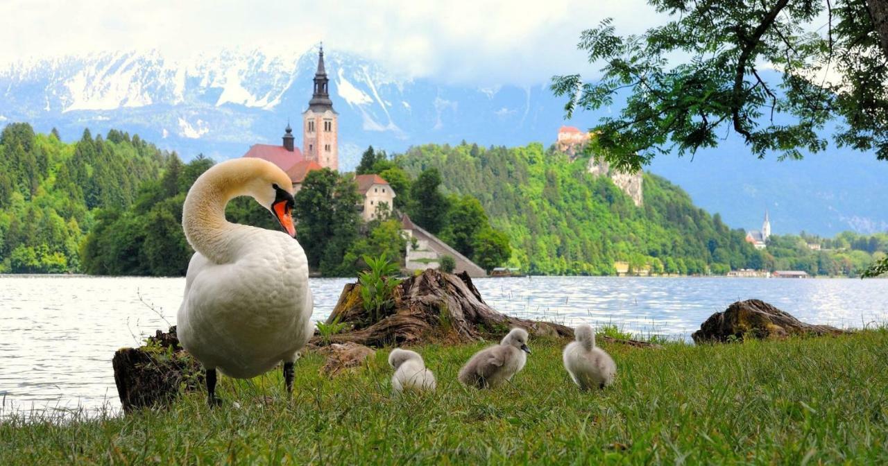 Apartma As Блед Екстер'єр фото
